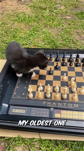 my cats vs self-moving cool chess robots 😎 #shorts