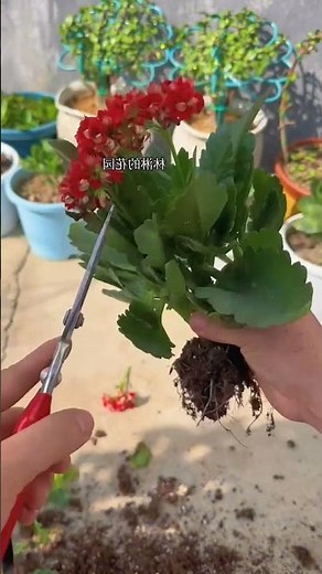 How to prune kalanchoe after flowering #beautiful #bloom #kalanchoes #succulent