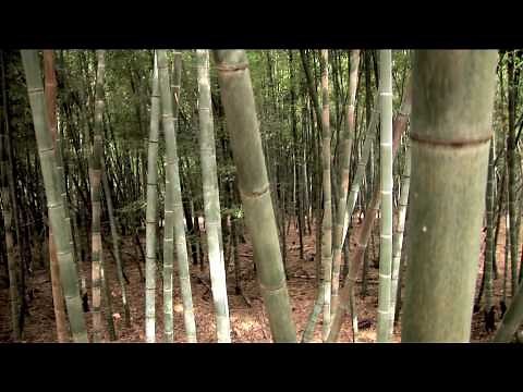 Bamboo Revolution & Bamboo Valley Begin Growing Bamboo for Timber Harvest