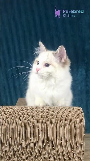 Adopt Ruta: The Fluffy Black Bicolor Ragdoll Kitten 🖤 Ready for Her Forever Home! #RagdollKitten
