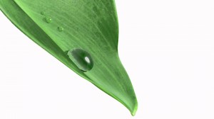 The New Cola Wars: Coke and Pepsi Battle to Bring 100% Plant-Based Bottles to Customers