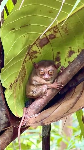 World’s Smallest Monkey??? 😱🇵🇭