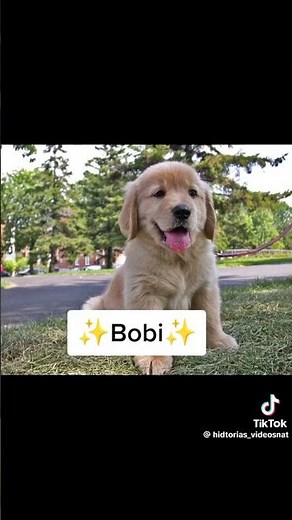 🎉Nombres Para Cachorros Machos🎉 #animales #AnimalesTok #suscribete
