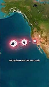 There’s a Floating Island of Trash in the Pacific Ocean! 🌎