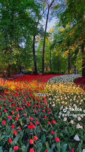Sweet Memory - Oldies Romantic Song with Lyrics
