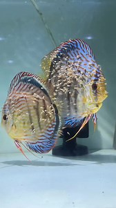 20K views · 276 reactions | Reprodução do Acará disco O Symphysodon aequifasciatus é uma espécie que não realiza migrações reprodutivas. A fêmea do Acará-Disco desova mais de uma vez por ano, depositando os seus ovos (cerca de 1.500), em folhas ou pedras, para evitar o ataque de predadores. O casal cuida da prole #aquarismo #aquarismobrasil #aquarismoprofissional #acaradisco #reproducao #ornamentais #peixesornamentais | Natural Fish Aquarium | Facebook