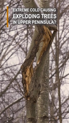 #ExplodingTrees | Will trees begin exploding as temperatures plummet in the Upper Peninsula? According to MTU tree expert Carsten Külheim, it's not likely. He says a cold snap has to be fast and below -20F for a prolonged period of time — and that northern trees are more adapted to the danger, draining more sap out of their trunks in the fall. When we asked Külheim about this tree in particular, he said it was more likely due to wind damage. | My UP Now