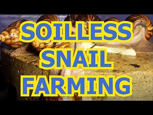 A simple method of making Millions in snail farming without sand