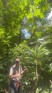 🇺🇸 Myrmicophyte tree of Vachellia allani with ants Pseudomirmex sp vs myrmicophyte tree Cecropia peltata with Aztec homigas sp. 🇨🇷Árbol mirmicofito de Vachellia allani con hormigas Pseudomirmex sp vs árbol mirmicofito Cecropia peltata con homigas aztecas sp. | Surcos Tours - Costa Rica