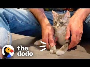 Cat Spends Seven Months In Swimming Lessons So He Can Finally Walk #Video