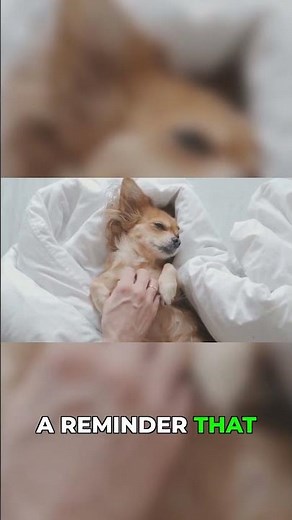 How Pets Teach Us Our Best Selves #loyalty #petbond