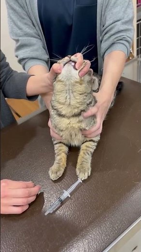 【投薬・猫】錠剤のあげ方【獣医師・愛玩動物看護師・保護団体】 #獣医療 #保護猫 #動物病院 #ねこ #cat #動物看護師