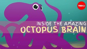 Did you know that each of an octopus' eight arms can essentially think for itself? Celebrate World Octopus Day by taking a look inside the incredible octopus brain: | TED-Ed