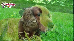 Animal Sounds for Children (20 Amazing Animals)