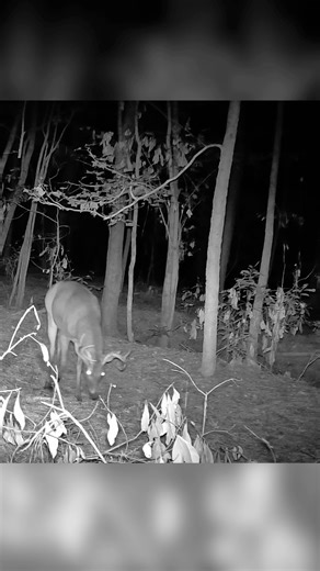 This 8 year old, 6 point buck made it through another season! #tgao #deerhunting #deerhunter | The Great American Outdoorsmen