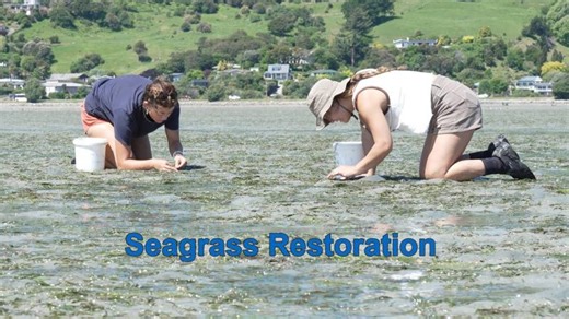 The importance of seagrass restoration | Cawthron Institute