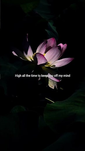 Habits ( High )😍❤️ #lyrics_whatsapp_status #music