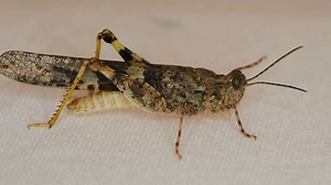 Grasshopper, Insect, Locust. Free Stock Video