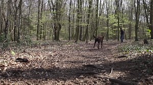 𝕂𝕆𝕄𝕄! Ein Begriff, der bei vielen Hundebesitzern besonders dadurch auffällt, dass NICHT auf diesen reagiert wird… und das kann sehr schnell heikel werden😬 Du kennst sicherlich eine ähnliche Situation aus deinem Alltag: Du und dein Hund sind unterwegs für einen Spaziergang im Wald und auf eurer Strecke ist gerade um diese Uhrzeit wenig Verkehr - optimal! Doch dann erkennst du von Weitem einen anderen Hundehalter mit seinem Hund. Die meisten reagieren gerade in dieser Situation ähnlich, indem