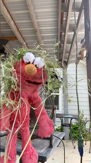 elmo world seeweeds intro