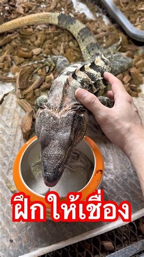 Taming an iguana is easy! | #iguana #exoticpet #balconzoo #pet