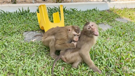 Help Me!! Harry Super Loudly Shout Need Mom For Help | Monkey Daily