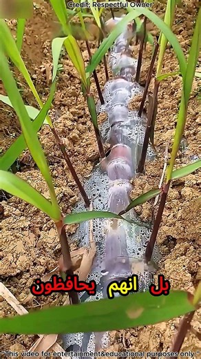 🇦🇪 UAE&Dubai&saudia 🌱 الزراعة الذكية الفاخرة 💎 كيف يصبح قصب السكر سريع النمو ومذهل الطعم 🔥😍