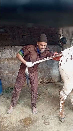 Artificial Insemination in Cow Step by Step | Cow Vet by Dr Muhammad Sattar Ahmad