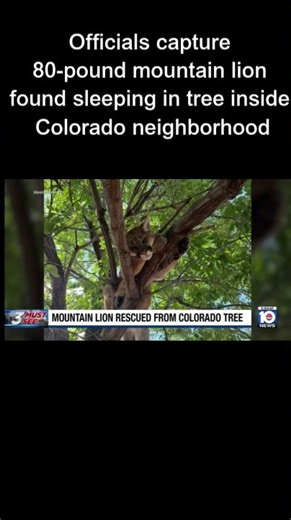 Officials capture 80-pound mountain lion found sleeping in tree inside Colorado neighborhood