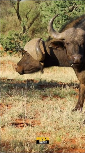 Can You Spot Tanzania’s Big Five? 🦁🐘🐆🦏🐃 | BestDay Safaris