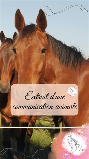 86 reactions | Extrait de communication avec un cheval #lieu #vie #ressenti #pré #congeneres #cheval #emiliecomanimale | Emilie Com'animale | Facebook