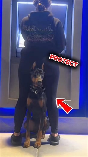 Top 4 Best Protective Dog Breeds for Families #dogs #dogshorts #protectivedogs