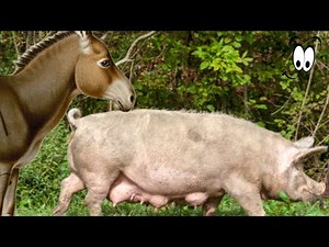 BIG Secrets About Donkey and Pig Hybridization You Need to Know