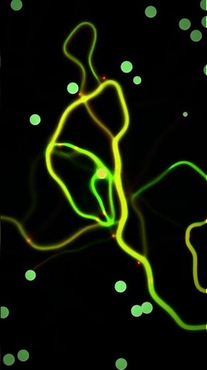 Emergent Trail Formation in a 2D Ant Colony #simulation