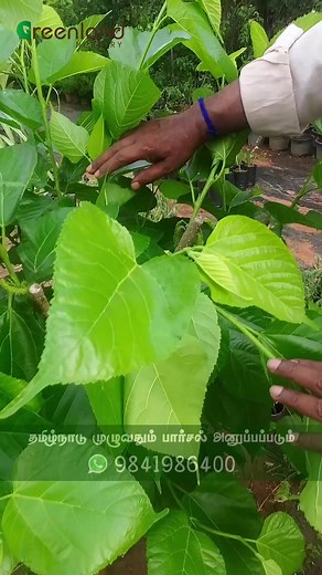 🌿 Embrace the Beauty of Pakistani Mulberry! 🌿 Discover the secrets to nurturing a thriving Pakistani Mulberry plant in your garden. Our latest video guide is a must-watch for all gardening enthusiasts. Learn how to plant, care, and harvest these delectable treasures. Don't miss out; click the link below to watch now! 🍇🌳 #GardeningTips #PakistaniMulberry #GardenLove #GreenThumb | Greenland Nursery