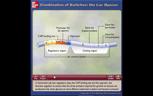 乳糖操纵元- Combination of Switches - the Lac Operon-动画