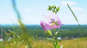 The medicinal plant Althaea officinalis (marsh mallow) sway in the wind in the field among the grasses. In the background a blue sky with clouds.