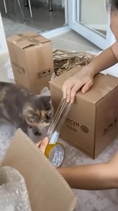 1.4M views · 23K reactions | Santa’s little helper  #santa #gifts #cats | Missenell | Facebook