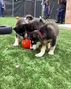 1.7K views · 75 reactions | MORE PUPPIES! How CUTE is this slow-mo video of the husky pups playing in our outdoor play area? We still have 5 available for adoption, so get applying! We don't expect these cuties to be available too much longer. Learn more about them here: https://kwsphumane.ca/adopt/dogs | Kitchener Waterloo Humane Society | Facebook