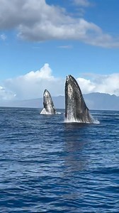 9.9K views · 394 reactions | WOW. What an incredible moment captured by Captain Emma! You never know what you’re going to see on the water, but synchronized breaching is one of the rarest things we see!! What would you do if you saw this??Credits by @maui_ocean_adventures#breach #whalebreach #humpback #humpbackwhale #whale #whales #mauiwhales #mauiwhalewatching #maui #mauioceanadventures # #mauinokaoi #travelhawaii #hawaii | Bluewhaleshub | Facebook