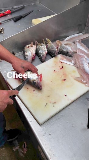 Gettin' the cheeks! #tasty #professionalpride #walleye #maumeetacklelakeside | Maumee Tackle Lakeside