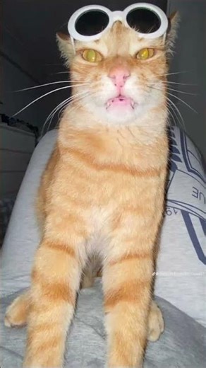 They eat rainbow and poop out butterfly’s🤣