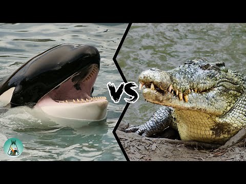 KILLER WHALE VS SALTWATER CROCODILE - Who is the strongest predator?