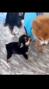 1.7M views · 10K reactions | The orphaned puppy was wandering alone on the road and found me ❤️❤️❤️❤️❤️❤️❤️❤️#animals #animalsoftiktok #rescue #rescueanimals #rescuedog #dog #dogso | We Love Dogs | Facebook