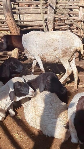Sheep Relaxing and Chewing 🐑 | Peaceful African Village #shorts #africanvillage #animals
