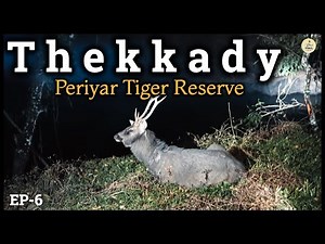 Periyar National Park | Night Trekking inside Jungle | Munnar to Thekkady | offbeat travel