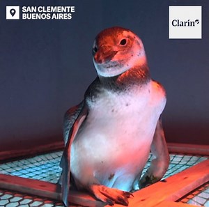 ASÍ DEVOLVIERON AL MAR A PIJUÍ, EL "PINGÜINO CORDOBÉS" 🐧 Una familia lo había encontrado desorientado en Miramar y se lo había llevado a Santa Rosa de Calamuchita. Ahora regresó a su hábitat junto con otros 14 pingüinos. 👏 | Clarín