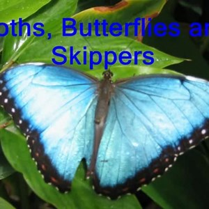 Insects and Their Families