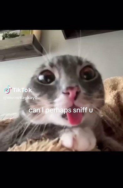 Understanding Cat Behavior: The Sniffing Habit