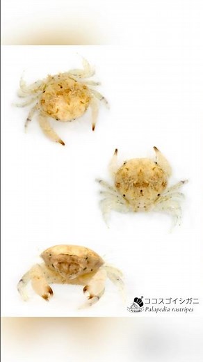 白いカニを隠すならサンゴ砂 /ココスゴイシガニ Palapedia rastripes